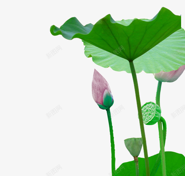 花卉荷叶花苞png免抠素材_新图网 https://ixintu.com 花卉 花苞 荷叶
