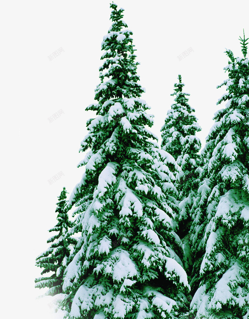 冬日雪后树木场景png免抠素材_新图网 https://ixintu.com 冬日 场景 树木 雪后