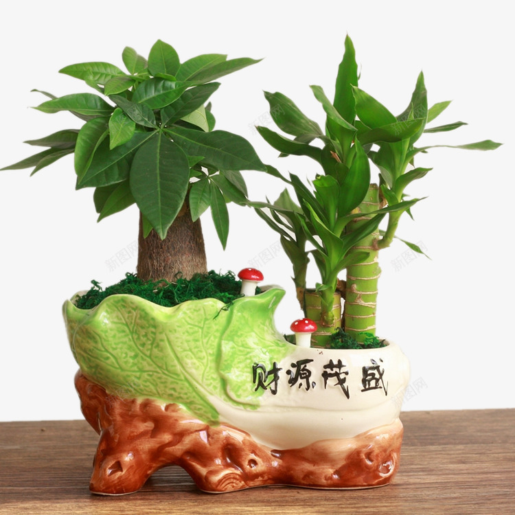 节节高盆栽png免抠素材_新图网 https://ixintu.com 植物 竹子 绿色 节节高