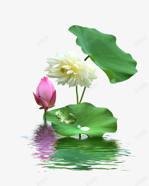 莲花莲叶png免抠素材_新图网 https://ixintu.com 花骨朵 荷花 莲叶 莲叶纹理 莲花 莲藕