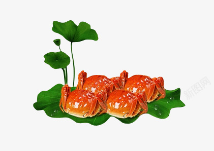 荷叶托阳澄湖大闸蟹png免抠素材_新图网 https://ixintu.com 大闸蟹 荷叶托阳澄湖大闸蟹 蟹 阳澄湖大闸蟹
