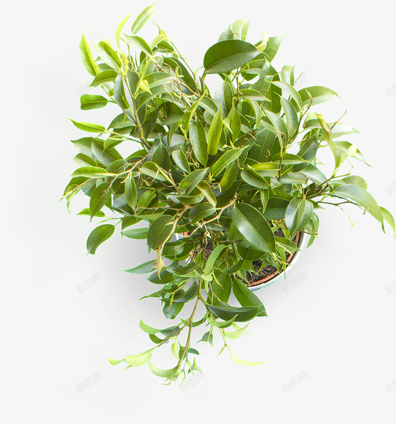 桂花盆栽png免抠素材_新图网 https://ixintu.com 实物 桂花 植物 盆栽 绿色