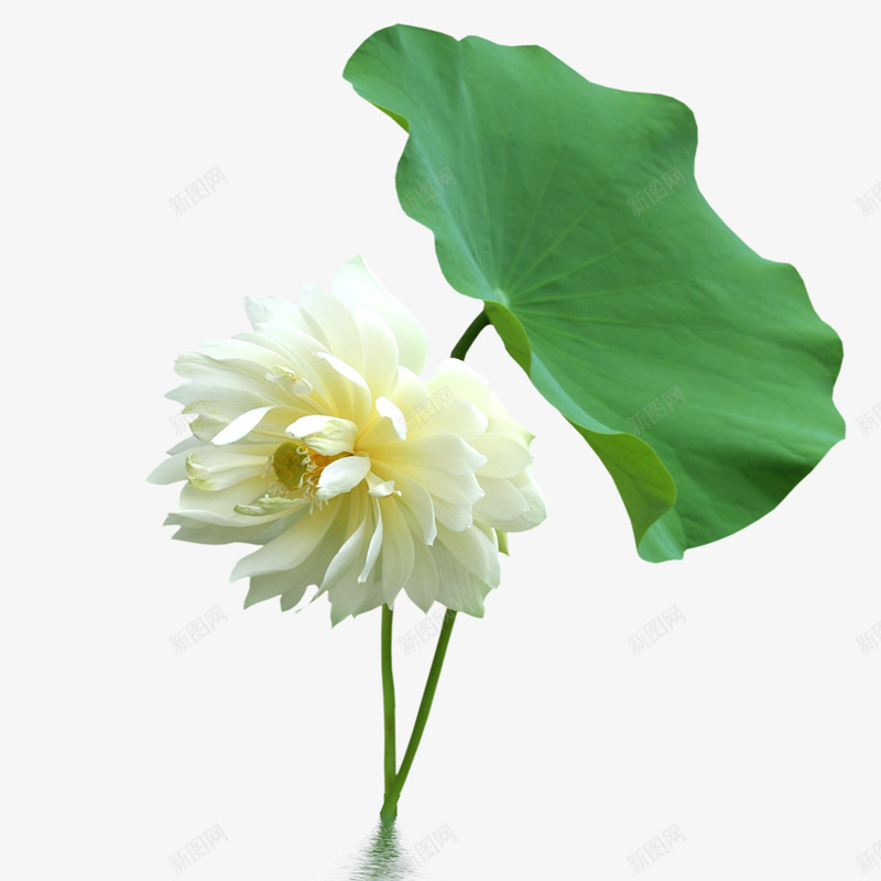 荷花png免抠素材_新图网 https://ixintu.com 中国风 白色 荷叶 荷花 莲花
