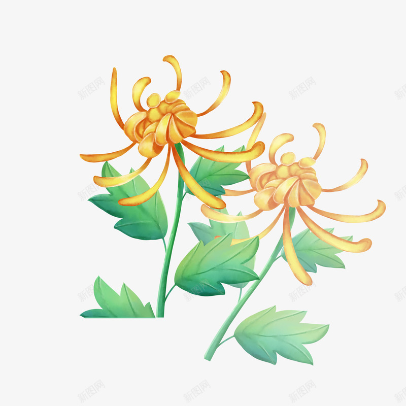 唯美花朵菊花元素png免抠素材_新图网 https://ixintu.com 唯美 花朵 花香 菊花