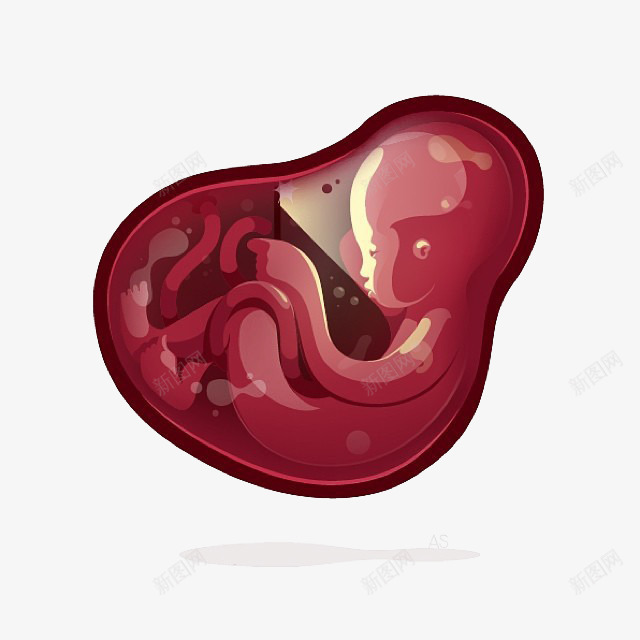 婴儿形成过程图png免抠素材_新图网 https://ixintu.com 卡通造型设计 图形设计 婴儿 插画 未出生
