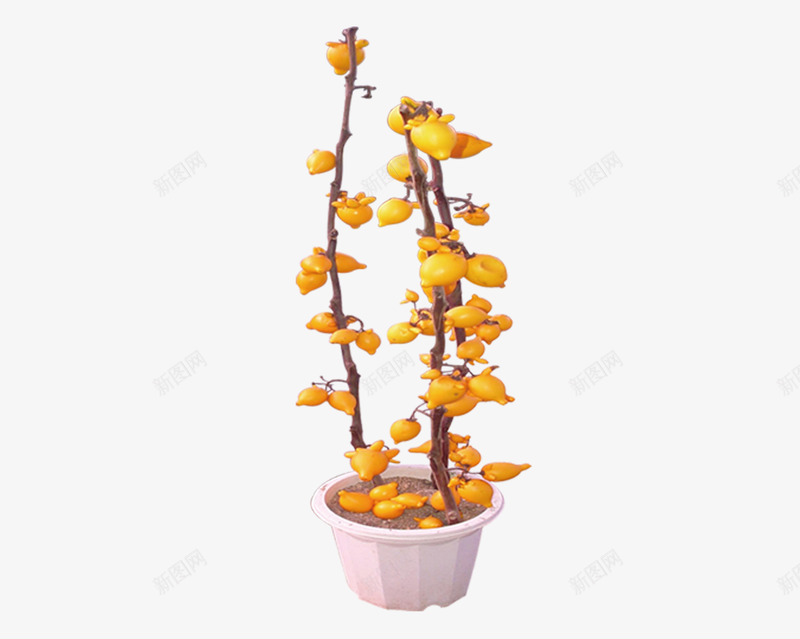 盆栽植物黄花png免抠素材_新图网 https://ixintu.com 产品实物 盆景 盆栽 黄色 黄花