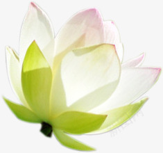 白色荷叶荷花装饰png免抠素材_新图网 https://ixintu.com 白色 荷叶 荷花 装饰