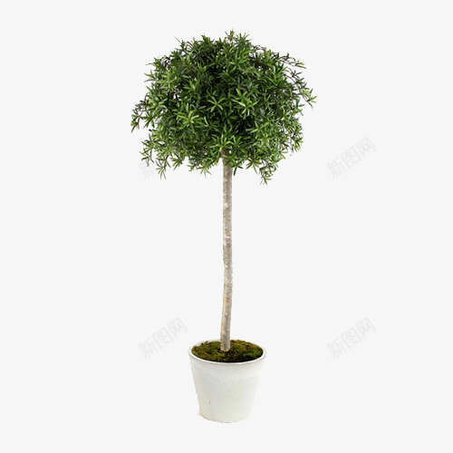 绿色植物盆栽大头树植物png免抠素材_新图网 https://ixintu.com 大头树 植物 白色瓷盆 盆栽绿植