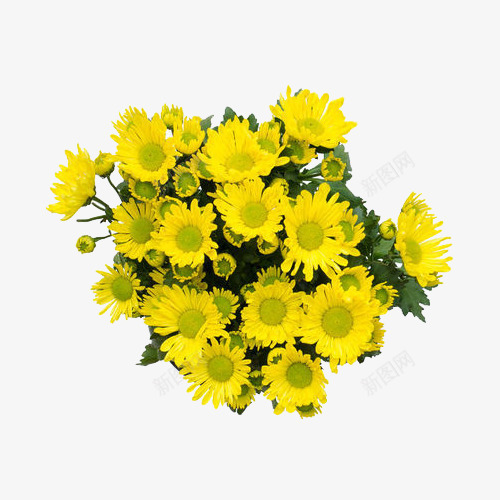 菊花花束png免抠素材_新图网 https://ixintu.com 实物 枸杞菊花 清新 秋天 花束 菊花 菊花摄影 菊花花束 雏菊
