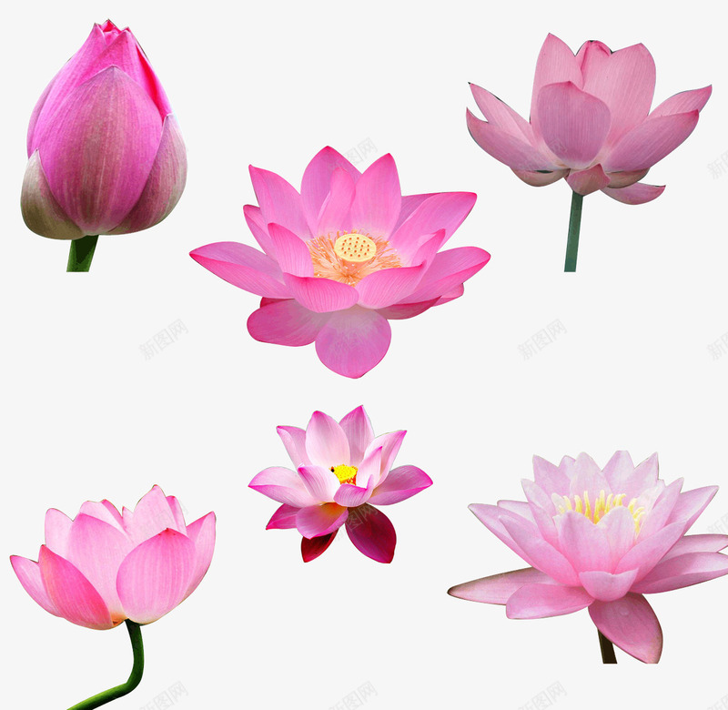 莲花荷花片psd免抠素材_新图网 https://ixintu.com 图片 盛开 荷花素材 莲花湖泊背景图片 莲花素材