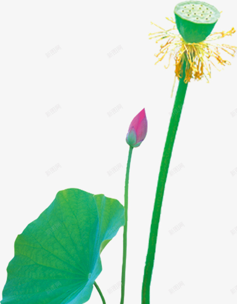 新鲜水彩荷花荷叶png免抠素材_新图网 https://ixintu.com 新鲜 水彩 荷叶 荷花