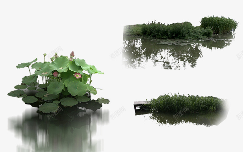 水生莲花png免抠素材_新图网 https://ixintu.com 后期素材 园林素材 水草 荷花 莲花
