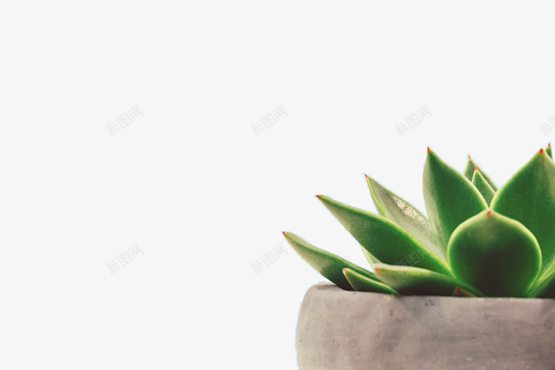 绿色植物盆栽芦荟png免抠素材_新图网 https://ixintu.com 植物 盆栽 绿 芦荟