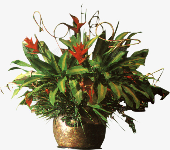 手绘园林植物盆栽png免抠素材_新图网 https://ixintu.com 园林 植物 盆栽