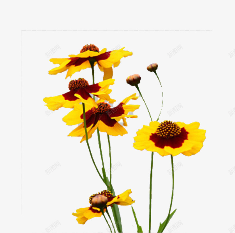 盛开的雪菊png免抠素材_新图网 https://ixintu.com 摄影 花卉 雪山生长 雪菊花 黄色