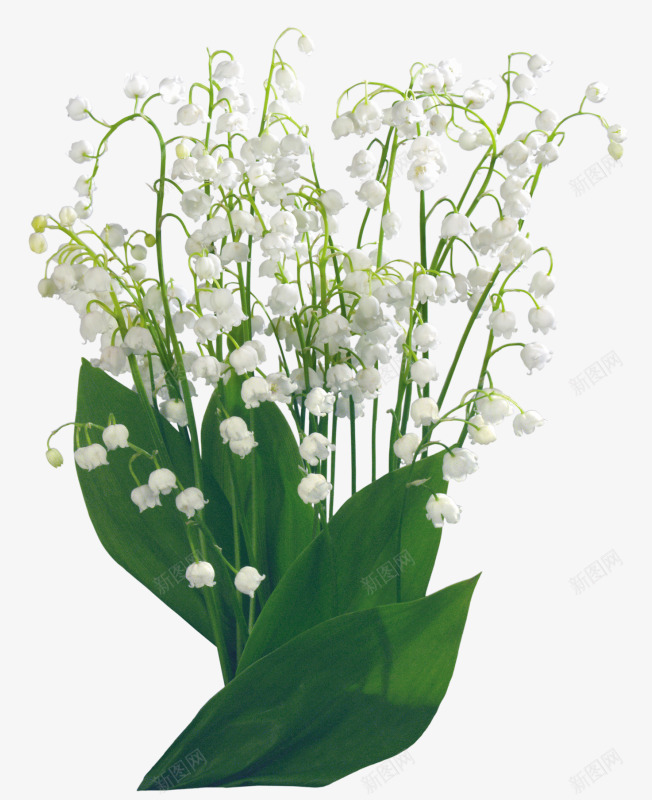 盆栽白色花朵绿色叶子png免抠素材_新图网 https://ixintu.com 叶子 白色 盆栽 绿色 花朵