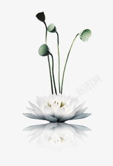 唯美精美荷花莲花莲蓬png免抠素材_新图网 https://ixintu.com 唯美 白色 精美 荷花 莲花 莲蓬