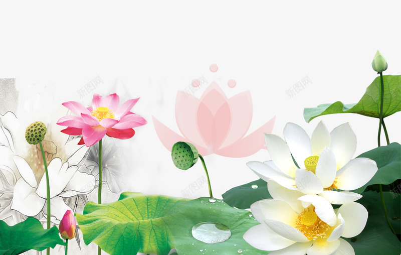 手绘荷花png免抠素材_新图网 https://ixintu.com 夏季 夏季装饰 手绘 手绘素材 手绘花卉 手绘荷花 白莲花 荷花 莲花