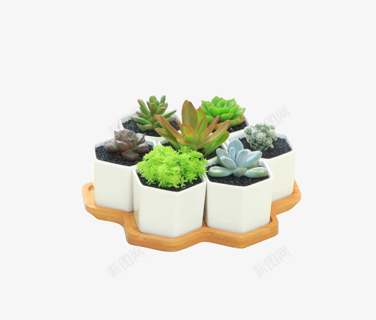 植物组合盆栽套装png免抠素材_新图网 https://ixintu.com 产品实物 盆景 绿植 花卉 花盆套餐