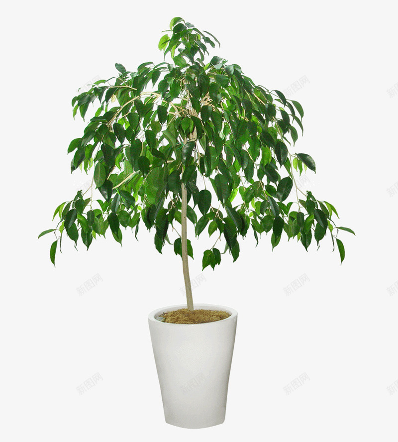 春天psd免抠素材_新图网 https://ixintu.com 春天素材 盆栽 绿色植物