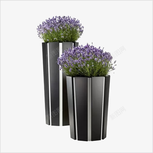 绿叶紫花植物喷子png免抠素材_新图网 https://ixintu.com 盆栽png 盆栽花艺 紫花植物 绿叶png 绿叶盆栽 绿色植物