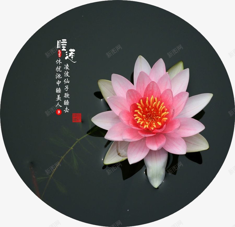 漂亮的睡莲png免抠素材_新图网 https://ixintu.com 国画 睡莲 荷花 莲花