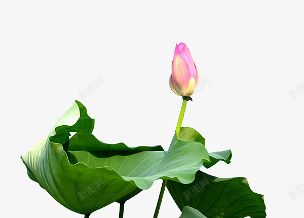 手绘荷叶花苞荷花苞png免抠素材_新图网 https://ixintu.com 半开荷花 手绘 花苞 荷叶