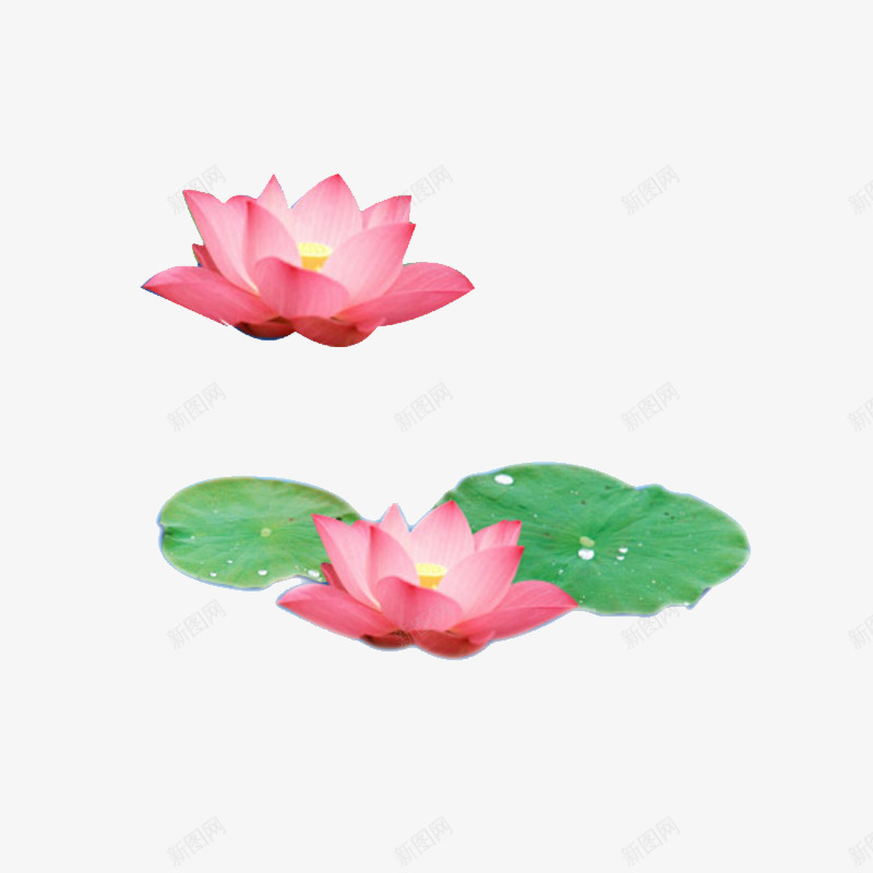湖里的粉色荷花荷叶psd免抠素材_新图网 https://ixintu.com 湖 竹子荷花荷叶满池塘 粉色 组合 荷叶 荷花