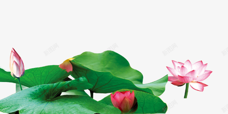 荷花png免抠素材_新图网 https://ixintu.com 夏天 池塘 荷叶 荷花 装饰 装饰素材