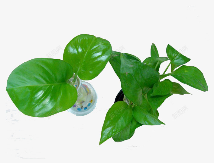 观赏绿色植物png免抠素材_新图网 https://ixintu.com 保护眼睛 叶子 盆栽 绿色植物 绿萝叶子 装饰房间 观赏
