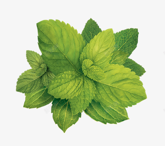 绽放的绿色薄荷叶png免抠素材_新图网 https://ixintu.com 口香糖原料 植物 绽放风格 绿色 薄荷叶
