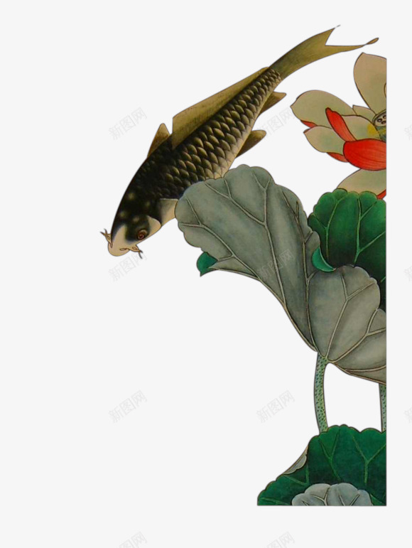 荷叶鲤鱼png免抠素材_新图网 https://ixintu.com 图片 荷叶 鲤鱼
