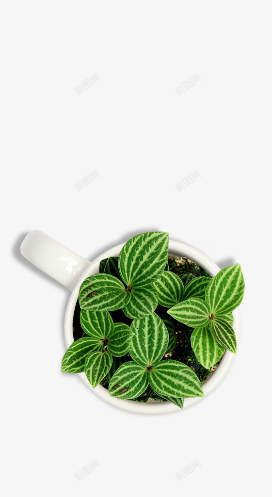 白色花盆的绿色盆栽png免抠素材_新图网 https://ixintu.com 实物 白色 绿色盆栽 花盆