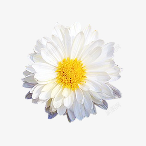盛开的杭白菊png免抠素材_新图网 https://ixintu.com 小白菊 开放 杭白菊 盛开 花卉 花朵 菊花