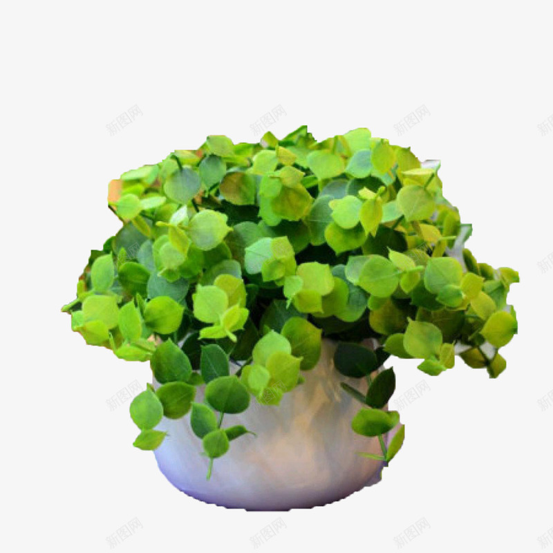 弹簧草盆栽png免抠素材_新图网 https://ixintu.com 叶子 弹簧草 盆景 盆栽 绿叶