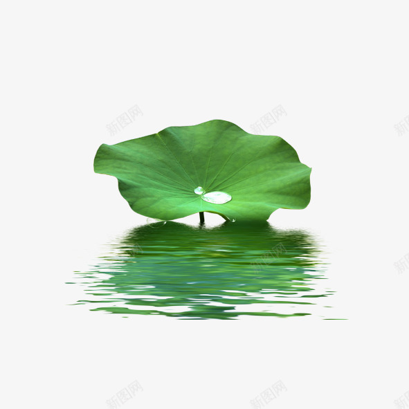 荷叶png免抠素材_新图网 https://ixintu.com 倒影 水上植物 绿色植物 荷叶