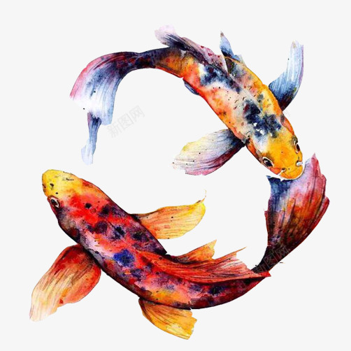 锦鲤盘旋游动片png免抠素材_新图网 https://ixintu.com 吉祥 水彩画 锦鲤 鲤鱼