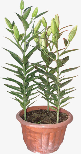 盆栽png免抠素材_新图网 https://ixintu.com 园林中的植物 植物 盆 盆栽 绿色的叶子 花瓶 花盆