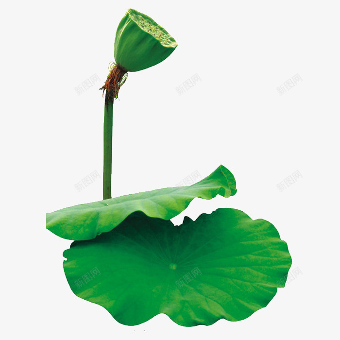 莲蓬png免抠素材_新图网 https://ixintu.com 绿色 荷叶 莲蓬