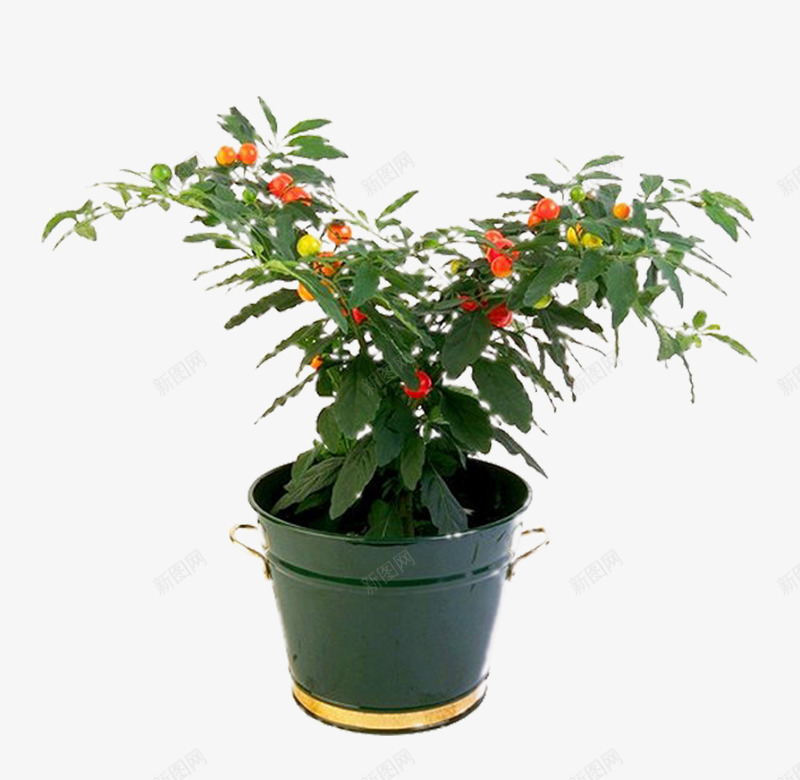 盆栽植物png免抠素材_新图网 https://ixintu.com 产品实物 室内盆栽盆 花卉植物
