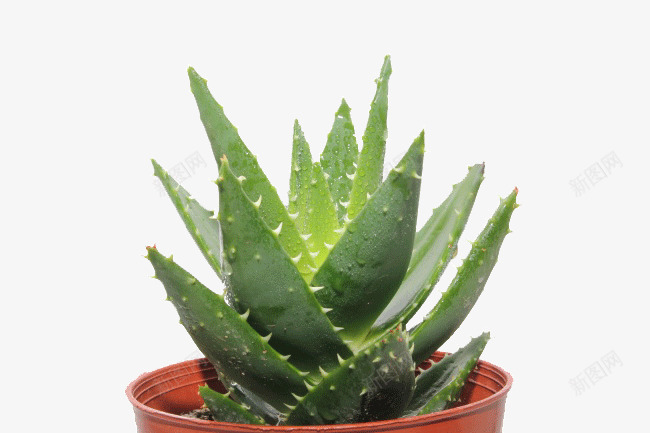 盆栽植物芦荟png免抠素材_新图网 https://ixintu.com 小盆栽 植物 盆栽 盆栽植物 盆栽芦荟 盆栽花卉 绿色 绿色植物 肉肉植物 芦荟 花盆