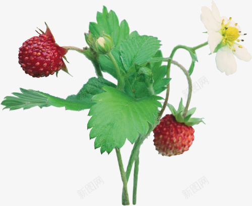 草莓植株png免抠素材_新图网 https://ixintu.com 植株 植物 水果 草莓