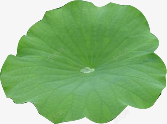 绿色荷叶夏装女装海报png免抠素材_新图网 https://ixintu.com 夏装 女装 海报 绿色 荷叶