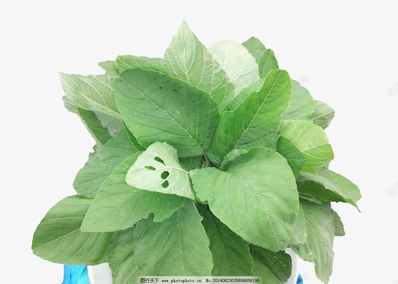 实物白苋菜叶子png免抠素材_新图网 https://ixintu.com 叶 植物 白苋菜 盆栽 绿色健康 苋菜 蔬菜 食物青菜