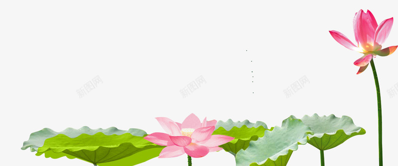 荷花莲子png免抠素材_新图网 https://ixintu.com 荷叶 荷花 莲子 高清