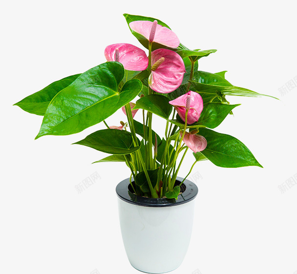 绿色塑料植物盆栽png免抠素材_新图网 https://ixintu.com 塑料 实物 植物盆栽 绿色