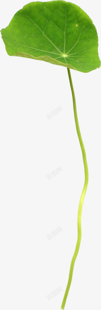 透明绿色大荷叶png免抠素材_新图网 https://ixintu.com 绿色 荷叶 透明