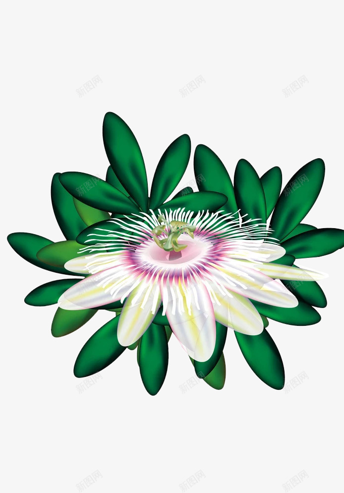 逼真西番莲花png免抠素材_新图网 https://ixintu.com 百香果 百香果花 绿叶 花草 西番莲 西番莲花