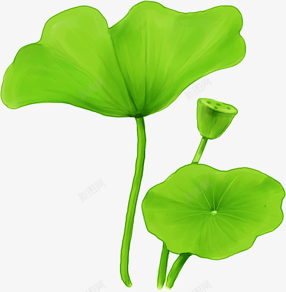 手绘绿色荷叶莲子png免抠素材_新图网 https://ixintu.com 绿色 荷叶 莲子