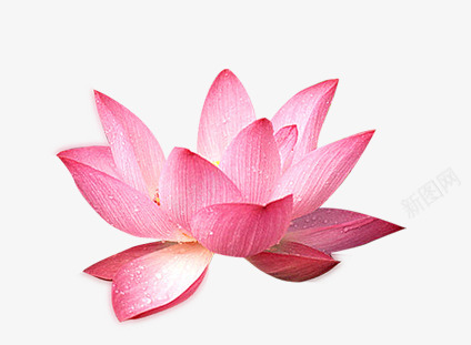 水彩莲花露珠莲花叶子png免抠素材_新图网 https://ixintu.com 叶子 水彩 莲花 露珠